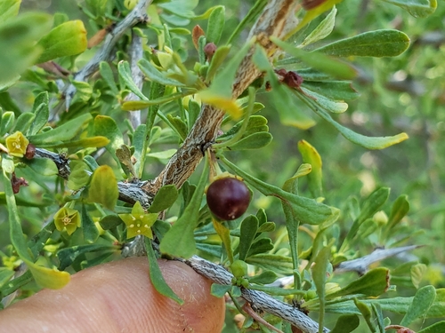 Condalia spathulata (Knifeleaf condalia) — photo
