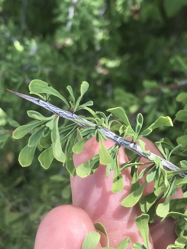 Condalia spathulata (Knifeleaf condalia) — photo