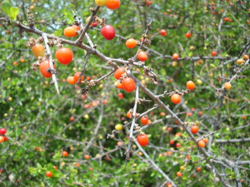 Condalia velutina — photo