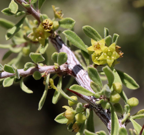 Condalia warnockii — photo