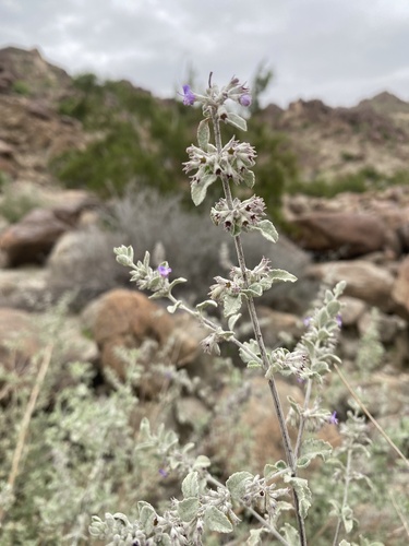 Condea emoryi (Desert lavender) — photo