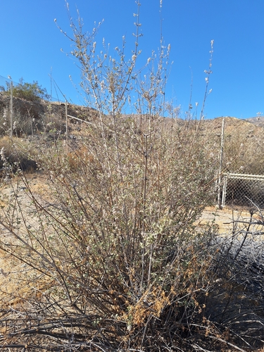 Condea emoryi (Desert lavender) — photo