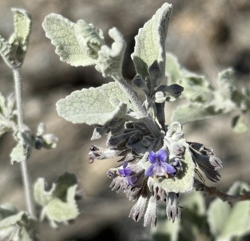 Condea emoryi