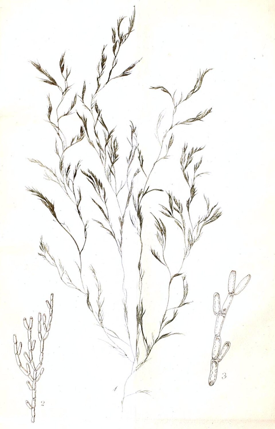 Tribonemataceae