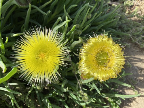 Conicosia pugioniformis (Narrow-leaved iceplant) — photo