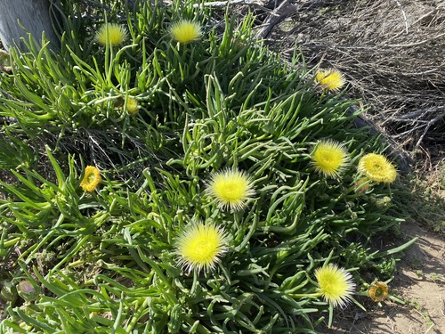 Conicosia pugioniformis (Narrow-leaved iceplant) — photo