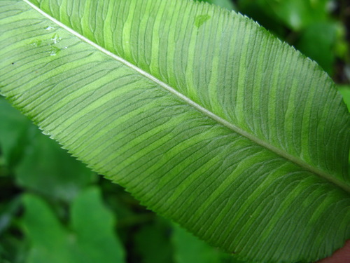 Coniogramme emeiensis — photo