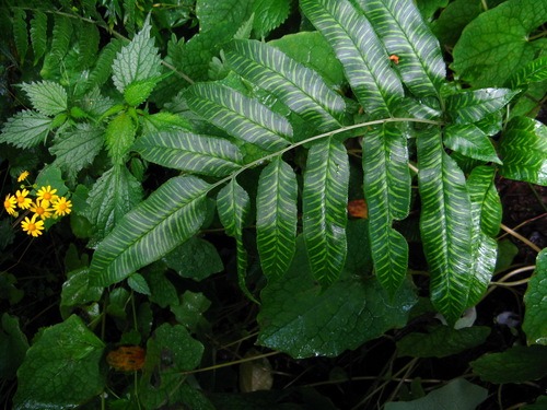 Coniogramme emeiensis — photo