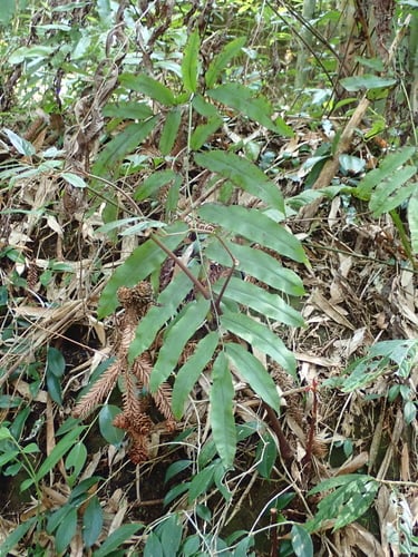 Coniogramme fraxinea