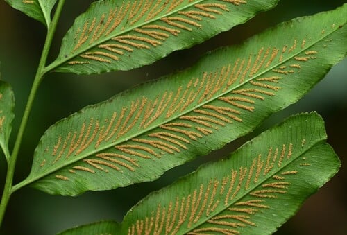 Coniogramme intermedia var. glabra