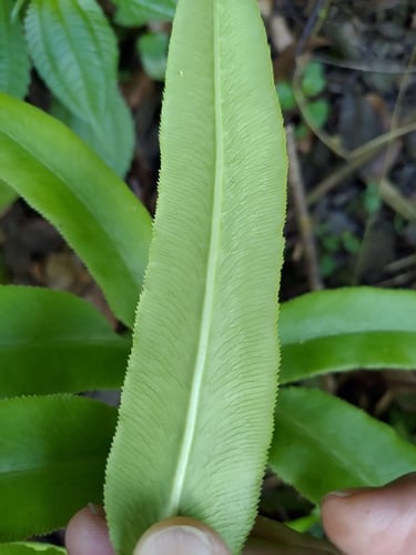 Coniogramme intermedia