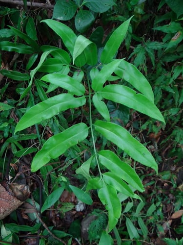 Coniogramme japonica