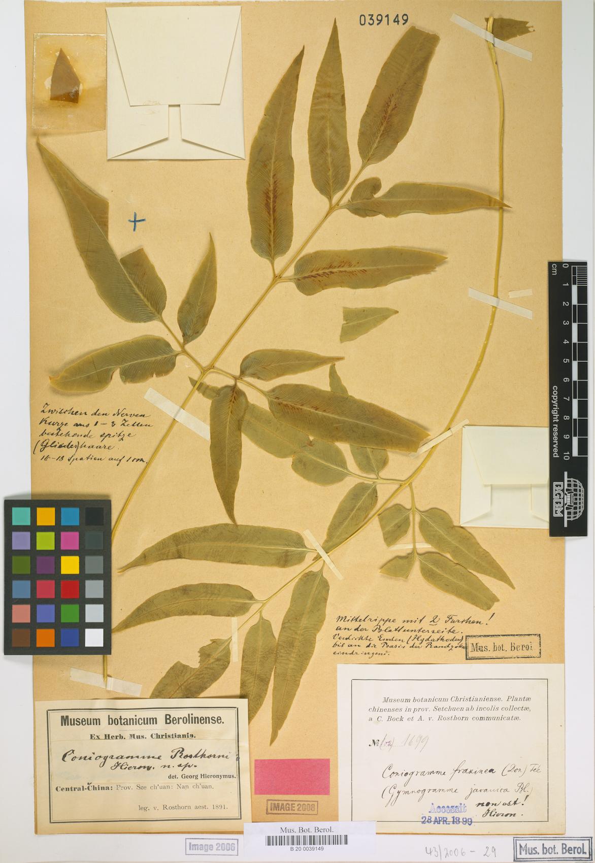 Coniogramme rosthornii — photo