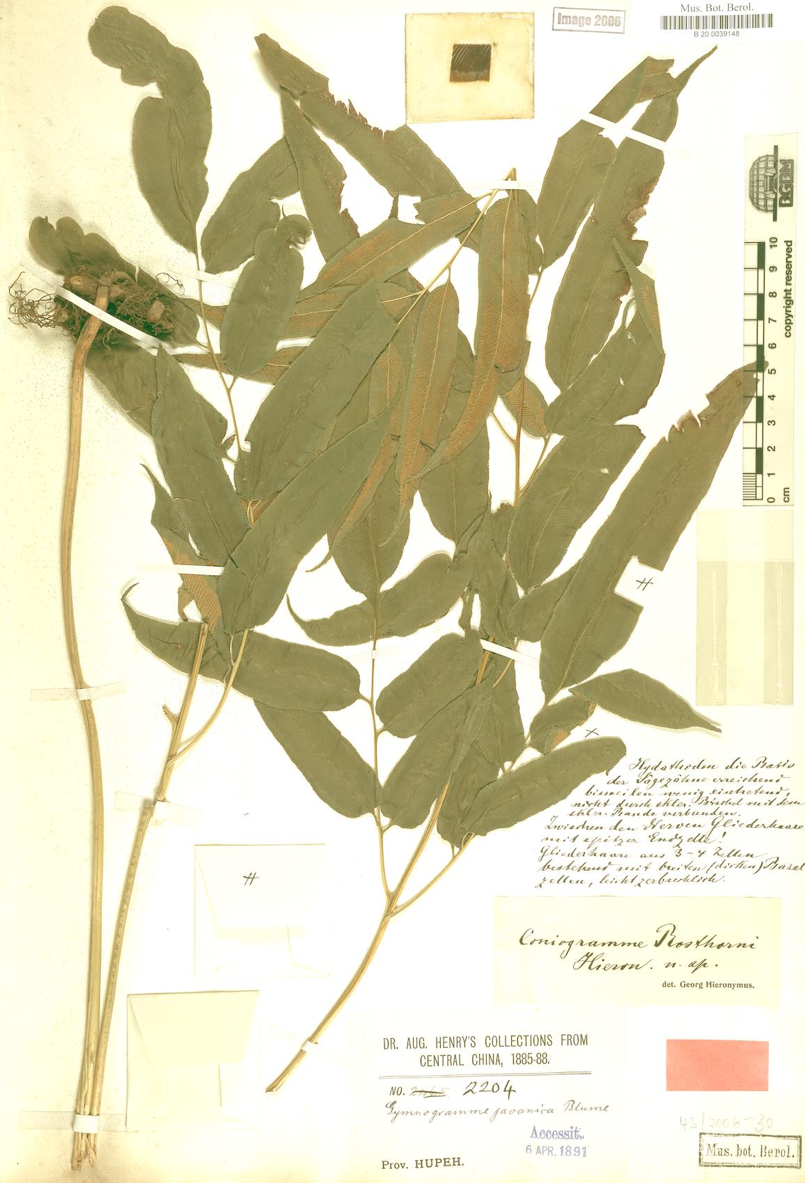 Coniogramme rosthornii — photo