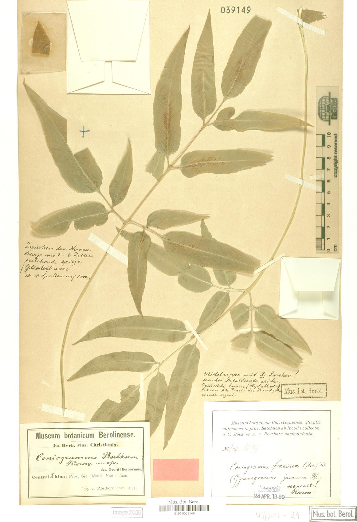 Coniogramme rosthornii