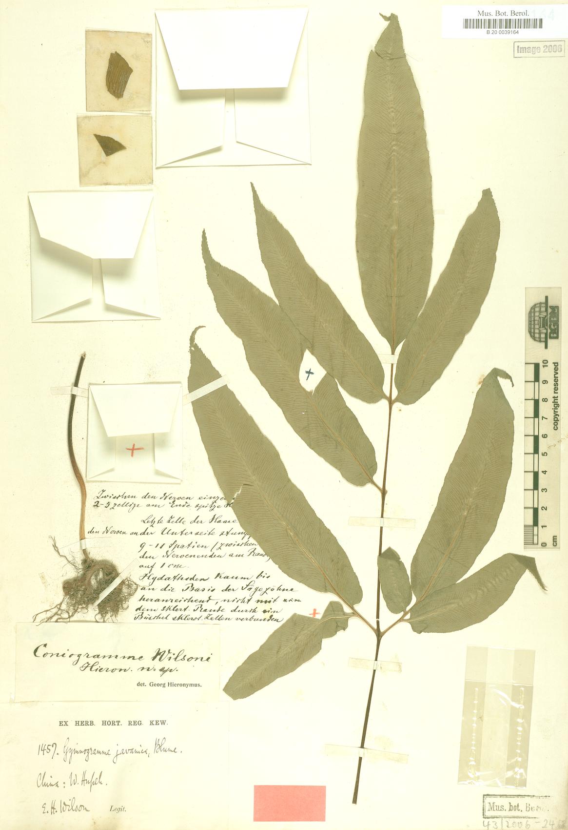 Coniogramme wilsonii — photo