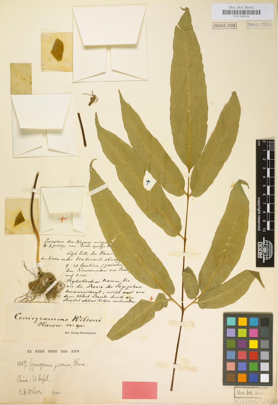 Coniogramme wilsonii