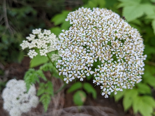 Conioselinum pacificum (Pacific hemlock-parsley) — photo