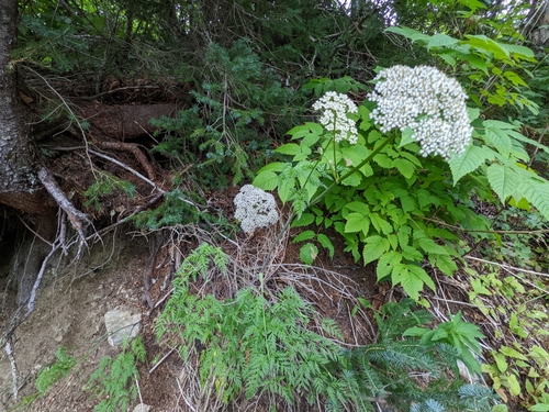 Conioselinum pacificum (Pacific hemlock-parsley) — photo