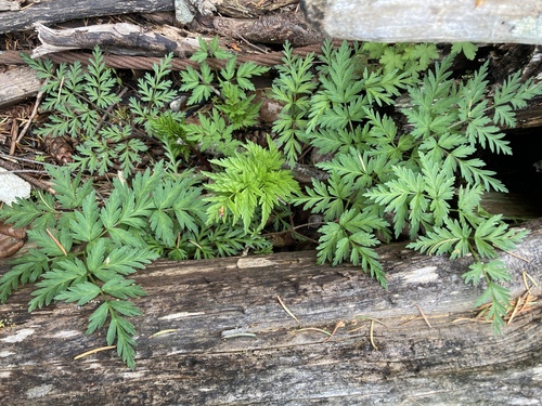 Conioselinum pacificum