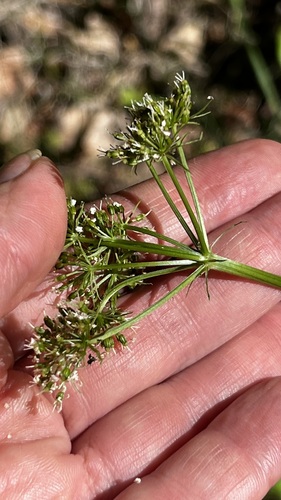 Conioselinum univittatum (Hemlock parsley) — photo