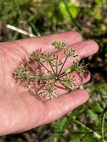 Conioselinum univittatum