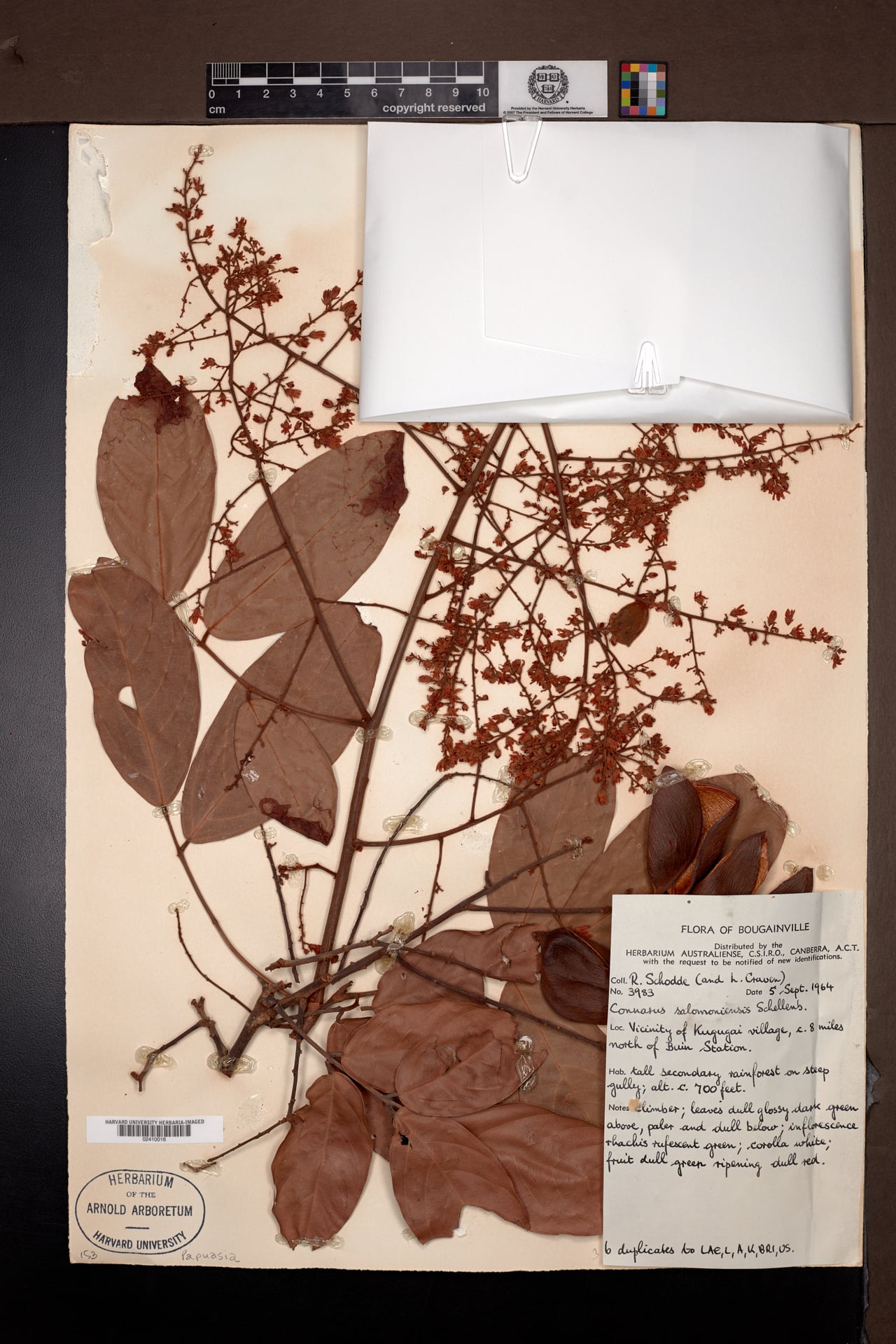 Connarus salomoniensis