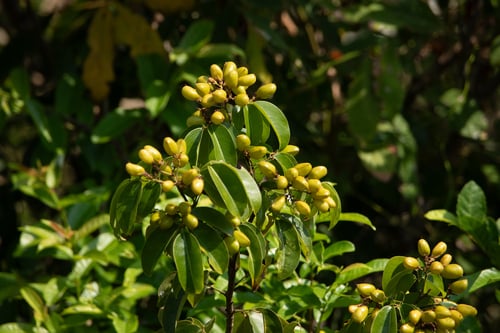 Connarus semidecandrus (Decandrus connarus) — photo