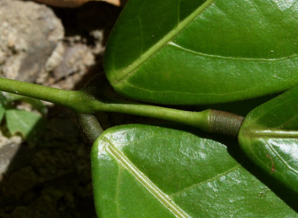 Connarus sp.