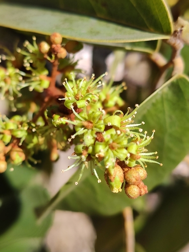 Connarus suberosus var. fulvus — photo