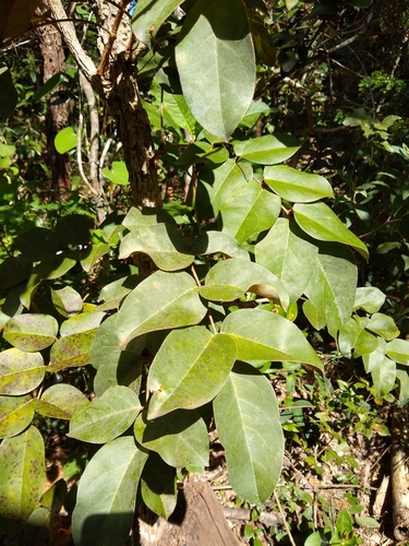 Connarus suberosus var. fulvus