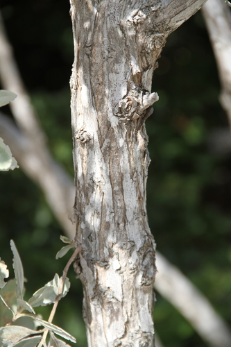 Conocarpus erectus (Buttonwood) — photo