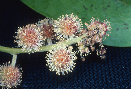 Conocarpus erectus (Buttonwood) — photo