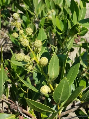 Conocarpus erectus