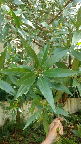 Conocarpus lancifolius (Damask) — photo