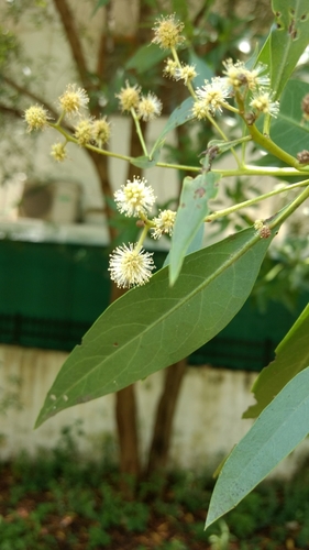 Conocarpus lancifolius