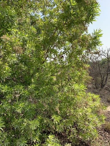 Conocarpus lancifolius (Damask) — photo