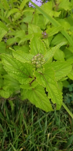 Conoclinium coelestinum — photo