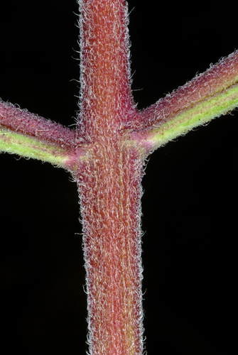 Conoclinium coelestinum — photo