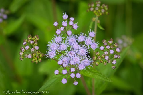 Conoclinium coelestinum