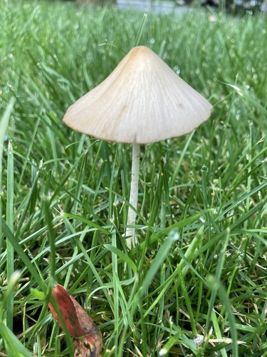 Conocybe apala (White dunce cap) — photo