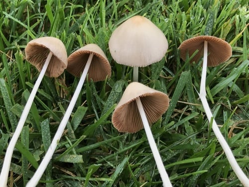 Conocybe apala (White dunce cap) — photo