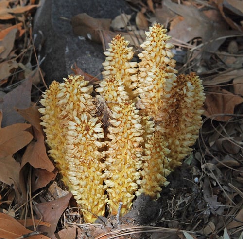 Conopholis alpina (Squaw root) — photo