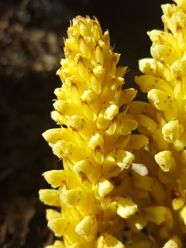 Conopholis alpina (Squaw root) — photo