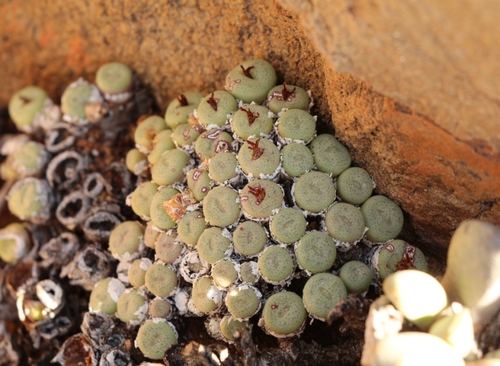 Conophytum truncatum — photo