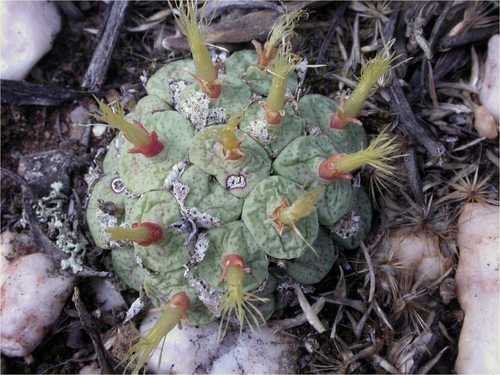 Conophytum truncatum — photo