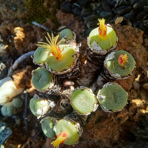 Conophytum truncatum