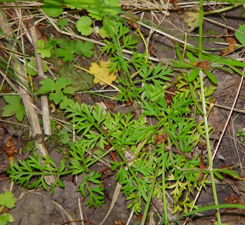 Conopodium majus (Pignut) — photo