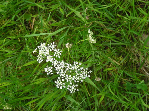 Conopodium majus subsp. marizianum — photo