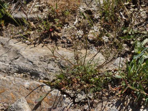 Conopodium majus subsp. marizianum — photo